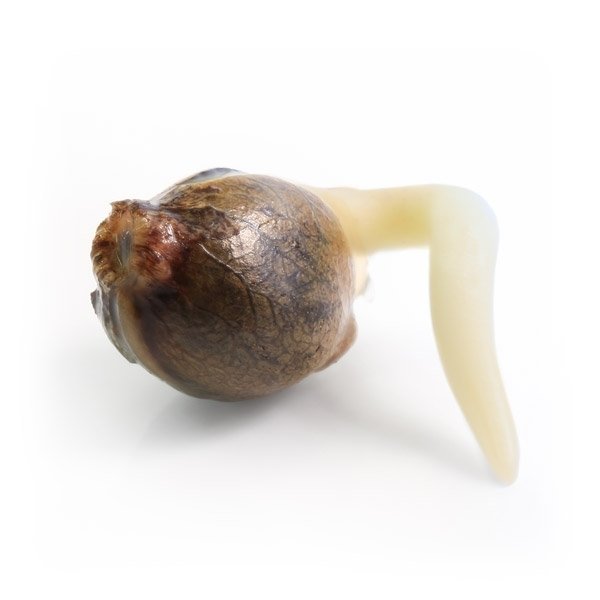 White Widow Automatic - Afbeelding 2