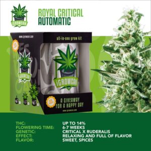 IGrowCan | Royal Critical Automatic
